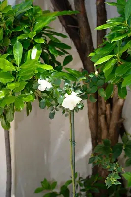 a white flower on a plant next to a tree at Sapphire view apartment in Kotor