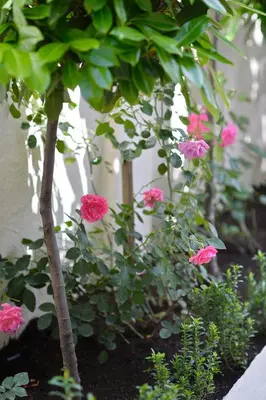 a group of pink flowers in a garden at Sapphire view apartment in Kotor