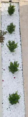 a row of plants on the side of a sidewalk at TWINS DREAMs HOUSE in Bar