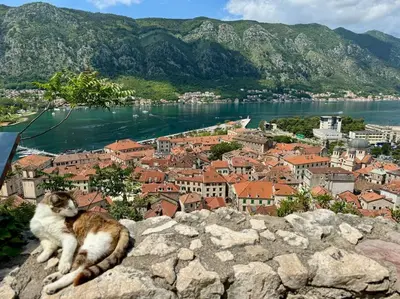 a cat laying on top of a rock overlooking a city at Sea Glass Kotor Bay in Škaljari