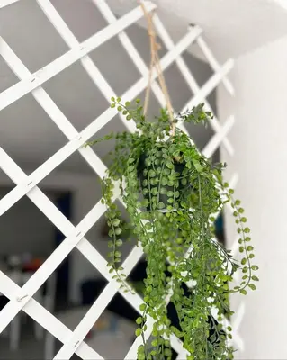 a green plant hanging from a white lattice at Zinzula 2 in Bar