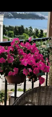 a bunch of pink flowers in a pot on a balcony at Centre Budva Green in Budva