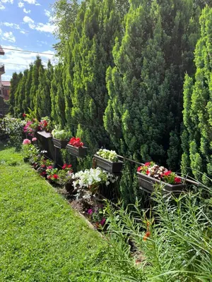 a row of plants with flowers in a garden at Guest house TAK in Cetinje