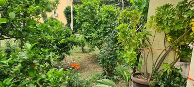 a garden filled with lots of trees and plants at Guest House Andrea in Budva