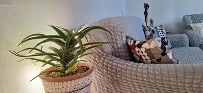 a plant in a pot sitting next to a couch at Apartment Belis Utjeha in Utjeha