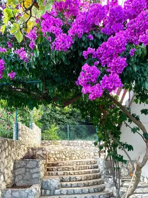 a tree with pink flowers hanging over a staircase at Cozy Place in Utjeha