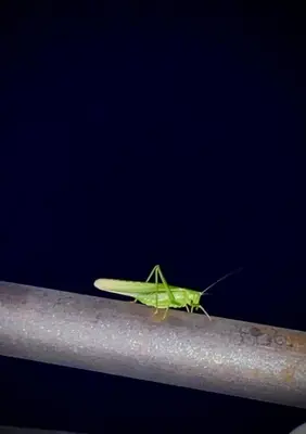 a green grasshopper sitting on a metal pole at Apartman u zelenilu Bigove in Kotor