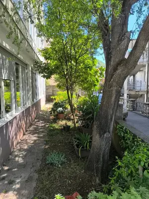 a tree in a yard next to a building at Fun and spacious apartment in Budva