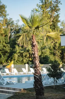 a palm tree in front of a swimming pool at M&N Holiday Resort in Ulcinj