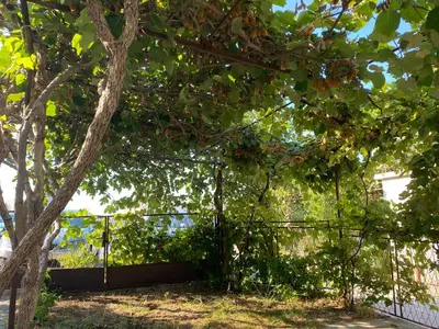 a fence in front of a tree at Deskos Cottage in Sutomore in Zgrada
