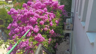 a bunch of purple flowers on the side of a building at Zagradge IN Apartments in Zagrađe