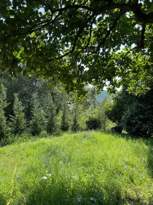 a field of green grass with trees in the background at Garden House in Budva