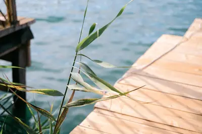 a close up of a plant next to the water at River house - Esperanza in Ulcinj