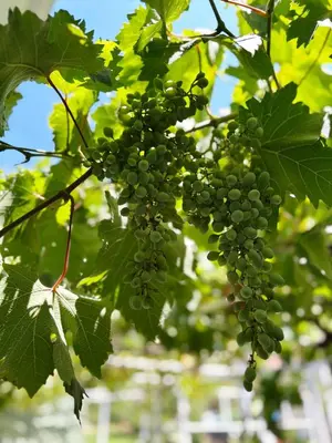 a bunch of green grapes hanging from a tree at Zinzula 1 in Bar