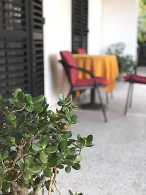 a plant in front of a table and a red chair at Guest House Plima 2 in Budva
