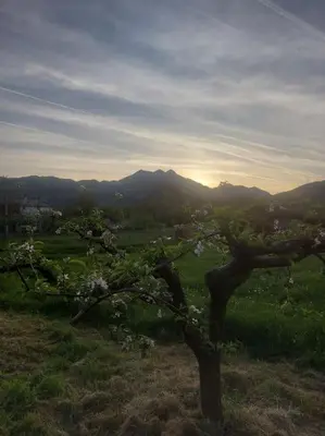 a tree in a field with mountains in the background at Happy birds apartment in Virpazar