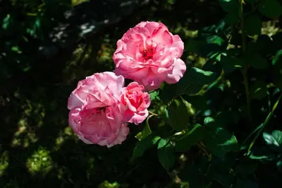 two pink flowers on a bush with green leaves at Happy birds apartment in Virpazar