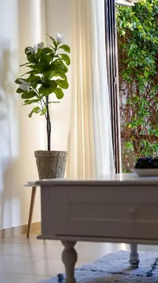 a potted plant sitting on a table next to a window at Sveti Luka private beach in Dobra Voda