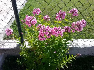 a bunch of pink flowers behind a fence at Family house on the mountain - Krstac, Njegusi in Njeguši