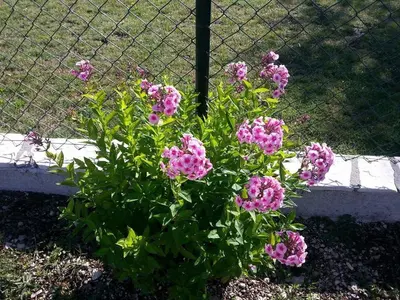 a bush of pink flowers in front of a fence at Family house on the mountain - Krstac, Njegusi in Njeguši