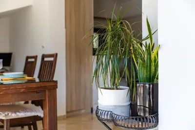 two plants in a basket next to a table at LuSi SeaView Apartment in Kotor