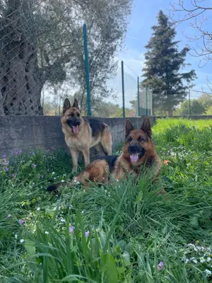 two dogs laying in the grass in a field at Happy Holiday House Hava in Ravanj