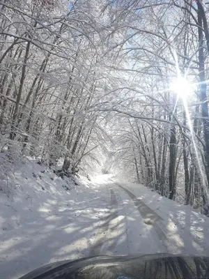 a snow covered road with the sun shining through trees at Izletiste Pocivala in Podgorica