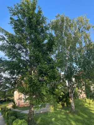 a large tree in a yard next to a building at Stefhouse in Mojanovići
