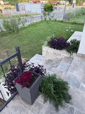 a garden with purple flowers in a pot on the steps at Casa Hollaj in Vladimir