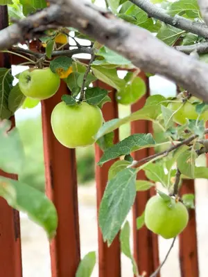 a bunch of green apples on a tree branch at Old House Poda in Rap