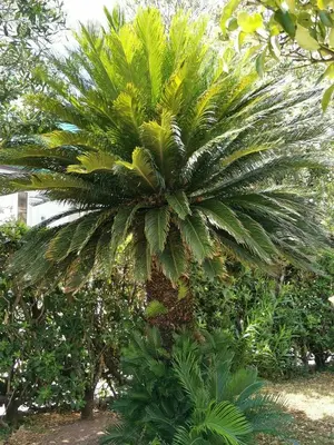 a palm tree in the middle of some bushes at Apartments Maris in Petrovac na Moru
