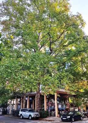 two cars parked under a large tree in front of a store at Apartment Centar in Podgorica