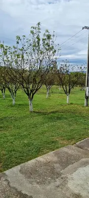 a group of trees in a field of grass at Milan Apartman in Podgorica