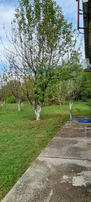 a tree in the middle of a grassy field at Milan Apartman in Podgorica