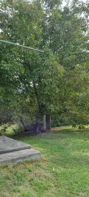a tree in a park with a bench in the grass at Milan Apartman in Podgorica