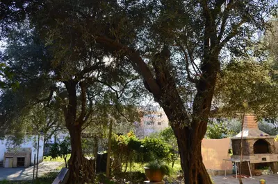 a group of trees with a building in the background at Vila Maslina Guesthouse in Budva