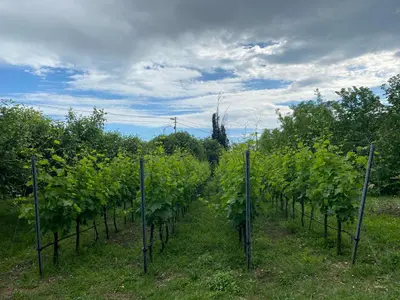 a row of grape plants in a field at Apartment Matija Airport in Podgorica