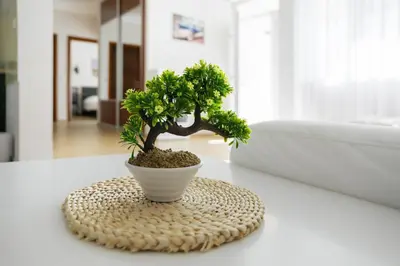 a bonsai tree in a white pot on a table at Lemon Villa in Bar