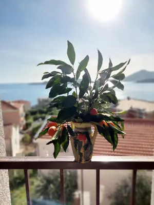 a plant in a vase sitting on a balcony at Apartmani Dalex in Budva