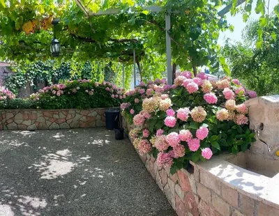 a bunch of pink flowers in a garden at Mali apartman in Podličak