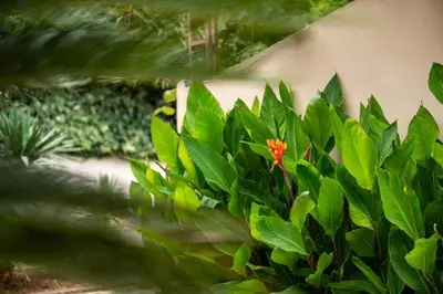 a plant with an orange flower in front of a wall at Maslina Residence in Budva