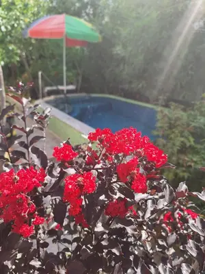 a plant with red flowers in front of a pool at Apartments at Villa with swimming pool&parking in Budva