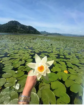 a person holding a flower in a lake of lily pads at Woodhouse Maja in Virpazar