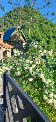 a bunch of white flowers in front of a house at Woodhouse Maja in Virpazar