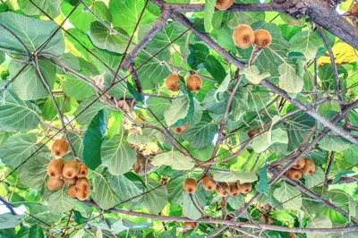a tree with lots of fruit on it at Sun Guest House in Budva
