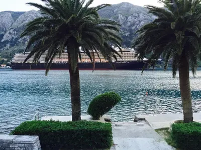 two palm trees in front of a large body of water at Apartments Ave R in Kotor