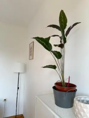 a potted plant sitting on top of a dresser at Sunny Studio Podgorica in Podgorica