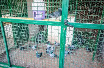 a group of pigeons in a cage at Milic Apartmant with parking in Bar
