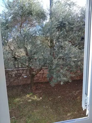 a view of a tree outside a window at Italian Paradise Apartment in Podgorica