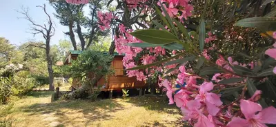 a tree with pink flowers in front of a cabin at comjun in Ada